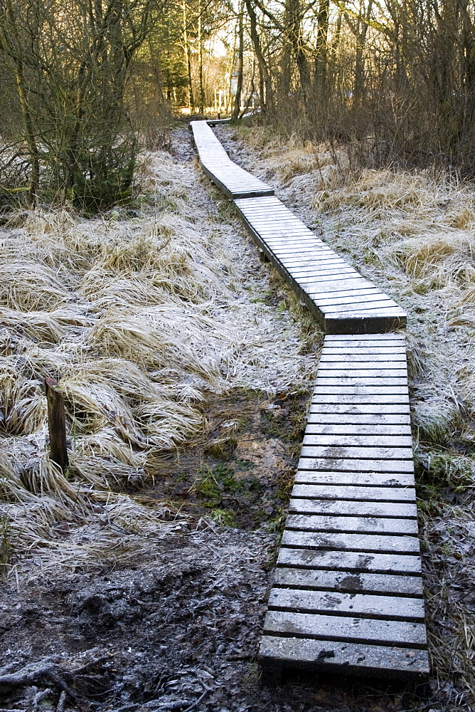 Frozen boardwalk leading to the visitor information centre in wintertime, Hautes Fagnes ("High Fens") uplands, Liege, Belgium, Europe