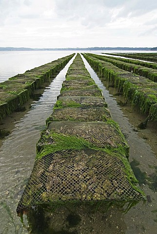 Oyster beds in the bay of Morlaix, Brittany, France