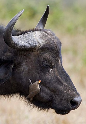 African Buffalo (Syncerus caffer) and Yellow-billed Oxpecker (Buphagus africanus), Masai Mara, Kenya, Africa