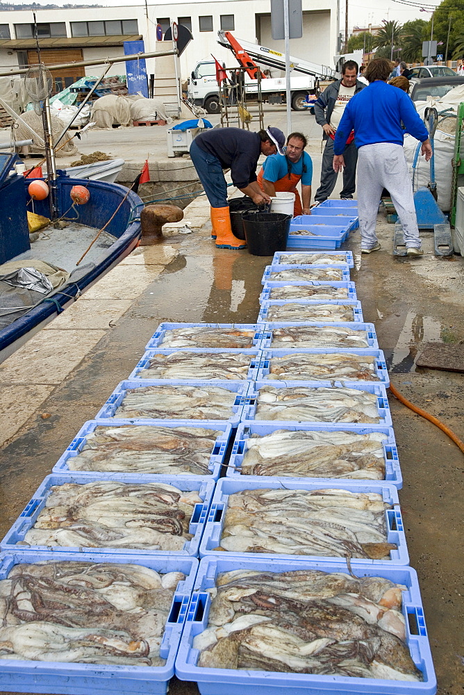 Fishermen reload octupus in boxes, Peniscola, Costa Azahar, Spanien, Europa