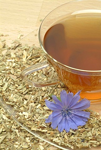 Wild Chicory tea, Cichorium intybus, Cicoria selvatica