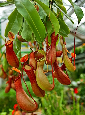 Nepenthes, carnivorous plant