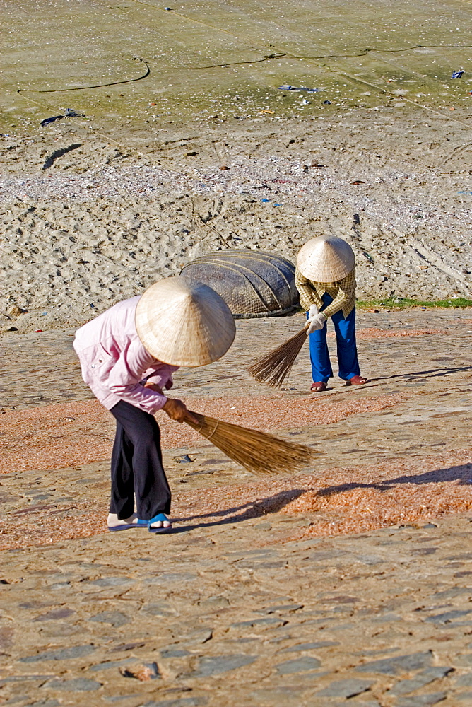 Two Vietnamese women are turning around prawns, Mui Ne, Vietnam, Asia