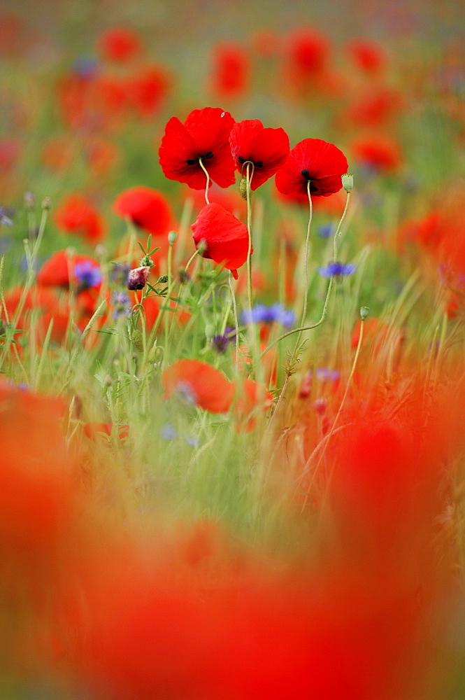 Corn Poppy (Papaver rhoeas)