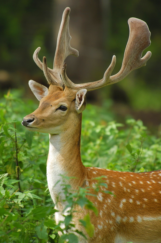 Fallow deer (Cervus dama dama)