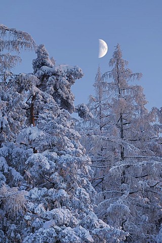 Wintry atmosphere shortly before sunset, waxing moon, Mt. Zugerberg, Switzerland, Europe