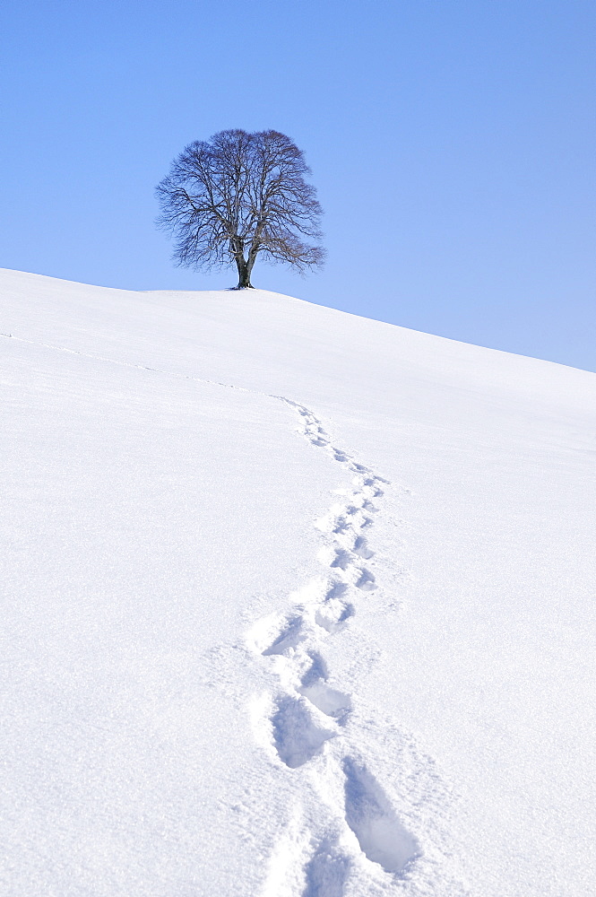 Footprints in the snow, Linden or Lime Tree (Tilia) on a hill, wintertime, Hirzel, Zurich, Switzerland, Europe