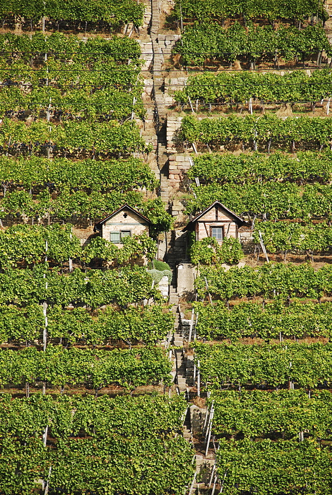 Vineyards max of Eyth lake Stuttgart Baden Wuerttemberg Germany