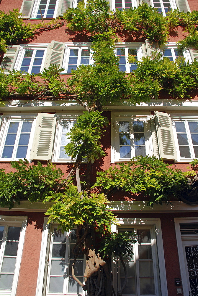 House facade with wisteria in old town of Tuebingen Baden Wuerttemberg Germany