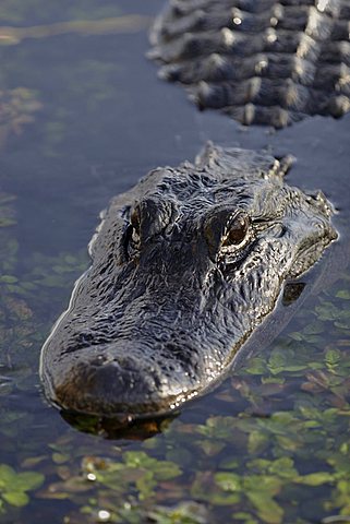 Alligator in the Everglades National Park, Florida, USA