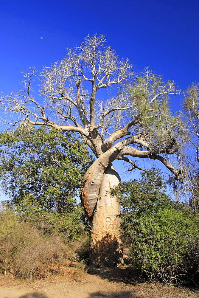 Baobab tree (Adansonia grandidieri renala), Morondava, Madagascar, Africa