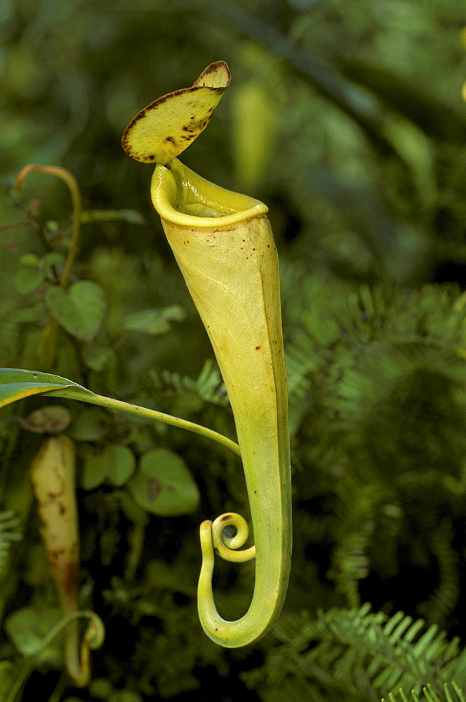 Tropical Pitcher plant (Nepenthes madagascariensis), blossom, Madagascar