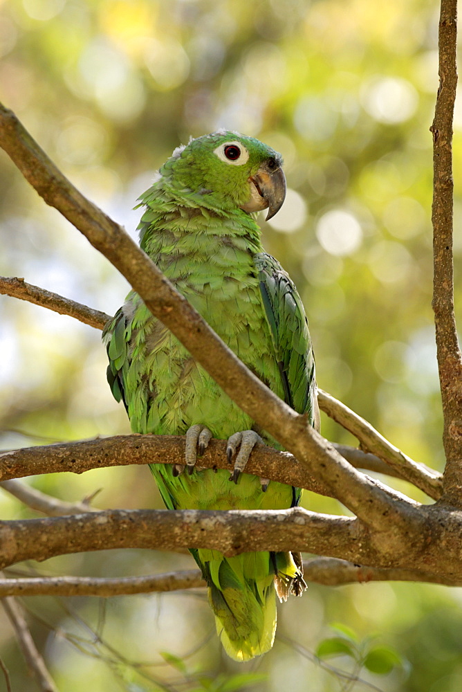 Mealy Amazon or Mealy Parrot (Amazona farinosa), adult perched in a tree, Roatan, Honduras, Central America