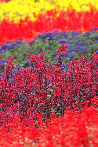 Colourful flowerbed planted with various summer flowers, Cardinal Flower (Lobelia fulgens), Scarlet Sage or Tropical Sage (Salvia splendens), Flossflower or Bluemink (Ageratum houstonianum)