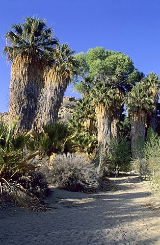 Palm trees at Cottonwood Canyon, Joshua Tree National Park, California, USA