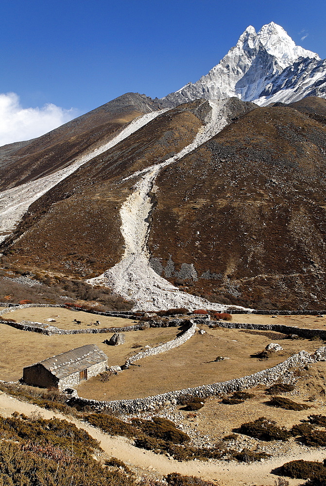 Yak alp at Dudh Koshi valley with Ama Dablam (6856), Khumbu Himal, Sagarmatha National Park, Nepal