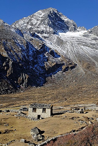 Yak pasture near Machhermo (4410), Sagarmatha National Park, Khumbu Himal, Nepal