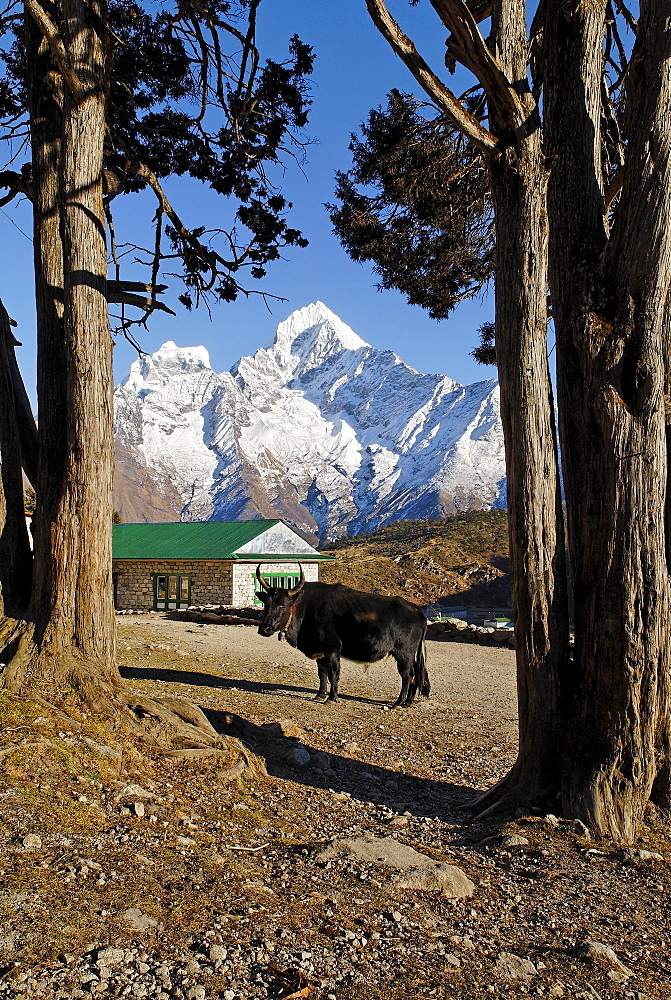 Sherpa village Khumjung with Thamserku (6608), Sagarmatha National Park, Khumbu, Nepal