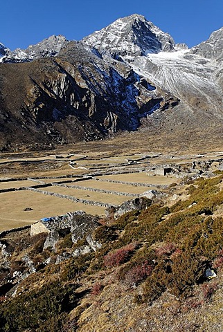 Yak pasture near Machhermo (4410), Sagarmatha National Park, Khumbu Himal, Nepal