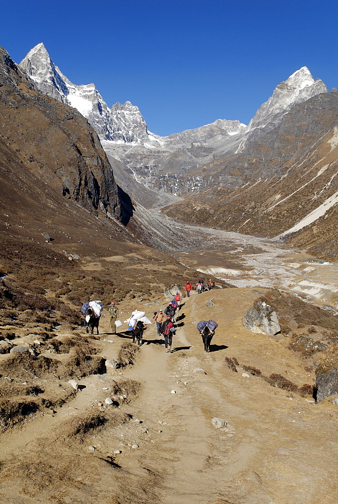 Yak caravane obove Machhermo Sherpa village (4410), Sagarmatha National Park, Khumbu Himal, Nepal