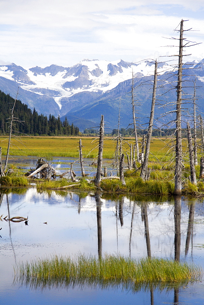 Dead wood in swamp, Kenai, Peninsula, Alaska, USA