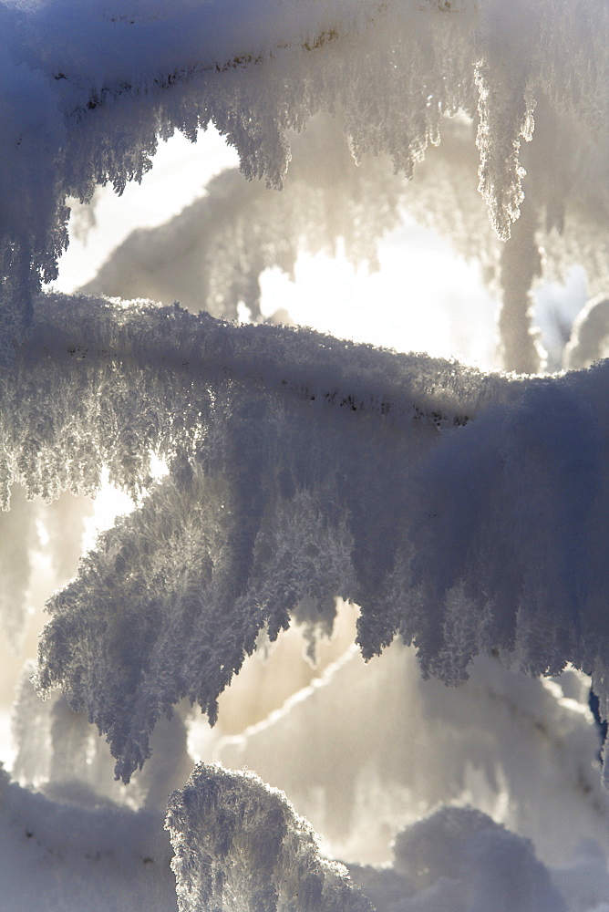 Frost-covered branches in the sunlight and mist, Takhini Hot Springs, Yukon Territory, Canada