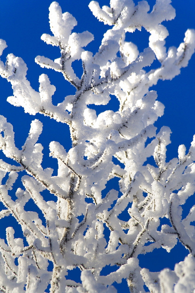 Branches covered with frost in sunlight, blue sky, Yukon Territory, Canada