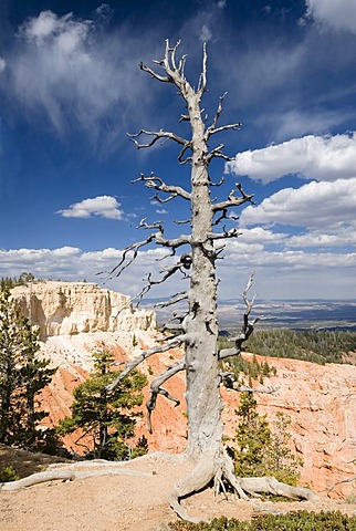 Dead tree trunk in Bryce Canyon National Park, USA, Utah