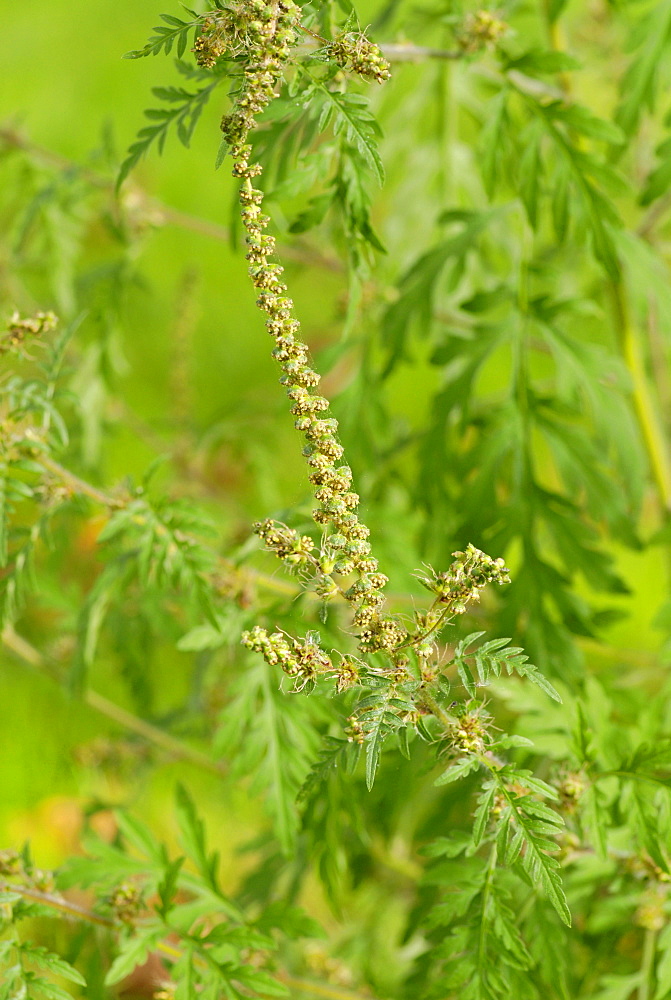 Common Ragweed, Ambrosia artemisiifolia