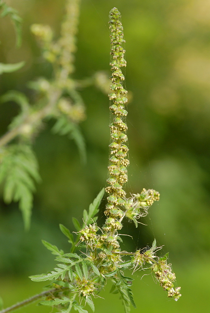 Common Ragweed, Ambrosia artemisiifolia