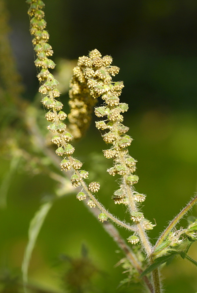 Common Ragweed, Ambrosia artemisiifolia