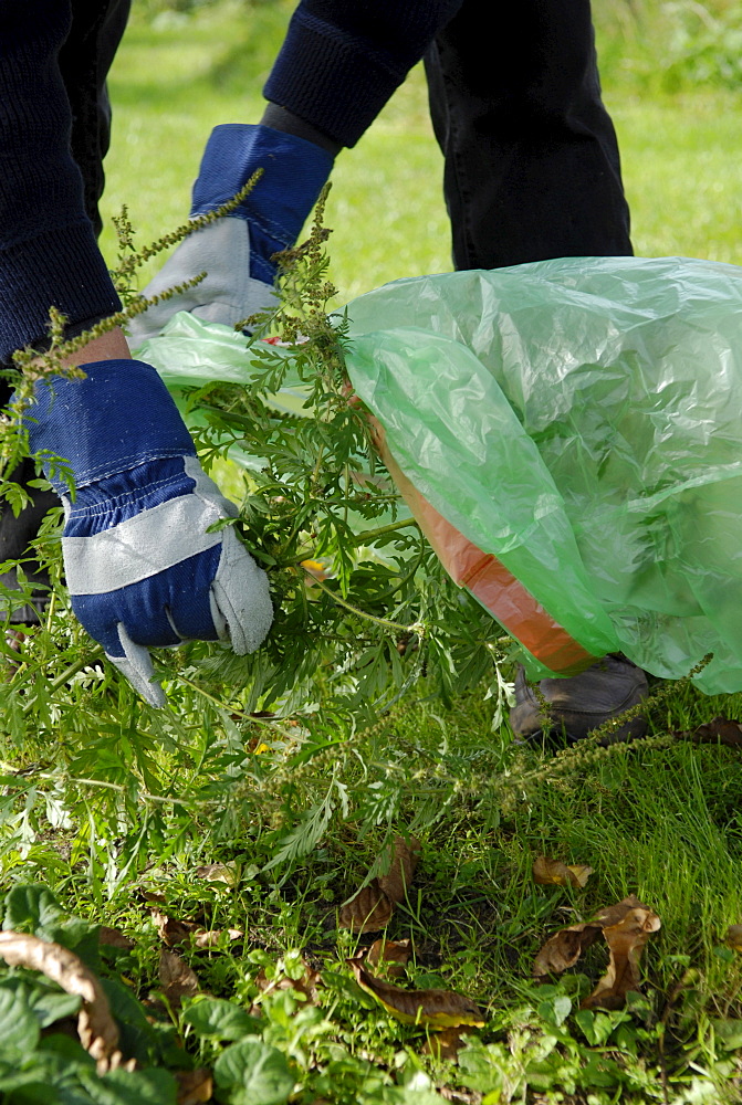 Man destroying Ragweed in the garden