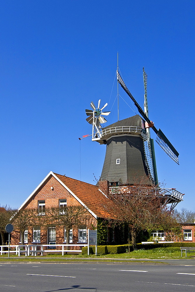 Historical windmill build in typical Dutch style showing the fantail at the back, husking mill, Esens, East Frisia, Lower Saxony, Germany, Europe