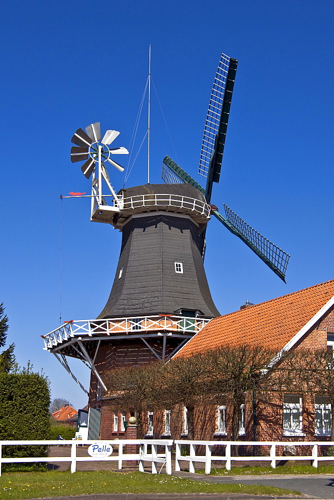 Historical windmill build in typical Dutch style showing the fantail at the back, husking mill, Esens, East Frisia, Lower Saxony, Germany, Europe