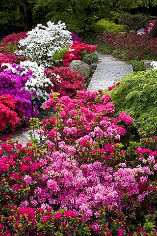 Rhododendrons, Azaleas (Rhododendron spec.) Japanese Garden in the Botanic Garden in Hamburg, Germany, Europe