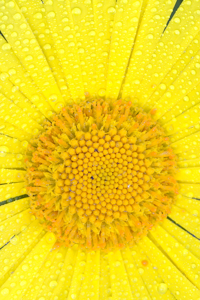 Detail shot of a garden flower, Vulkaneifel, Germany, Europe