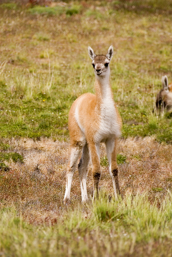 Guanaco (Lama guanicoe), Torres del Paine National Park, Patagonia, Chile, South America