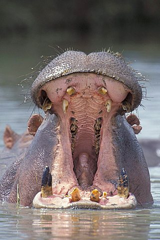 Hippopotamus (Hippopotamus amphibius) with mouth wide open, Masai Mara National Reserve, Kenya, Africa