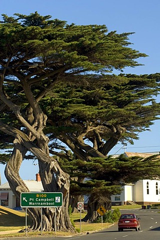 Trees at a country road, Apollo Bay, Victoria, Australia