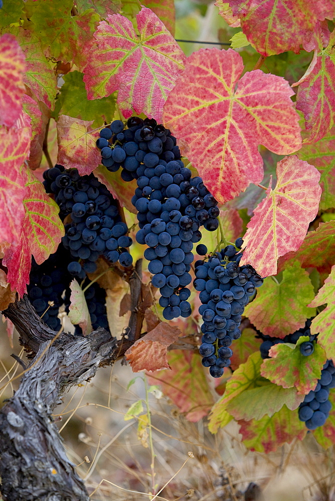 Red grape bunches hanging from the vines of the Oenologist, Rui Madeira, of the CARM and VDS cellars, in the region of the Douro Superior, North Portugal, Portugal, Europe