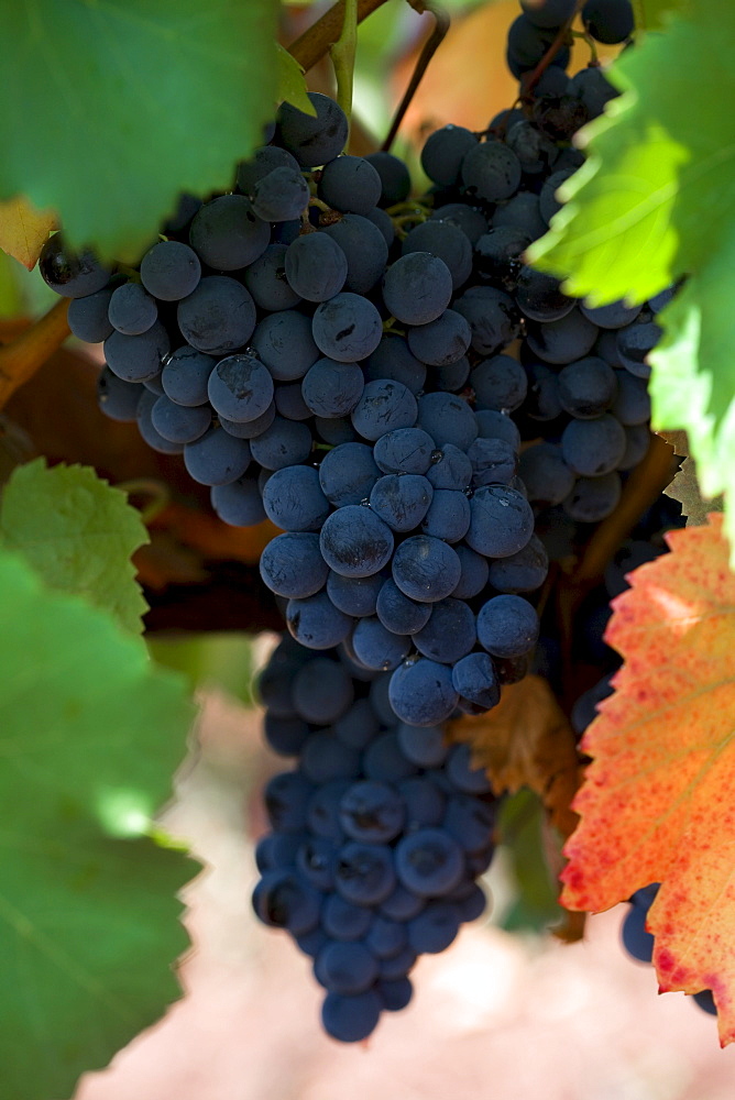 Alicante Bouseliet grape variety in a vineyard, Adega Cooperativa de Borba, Alentejo Region, Portugal, Europe