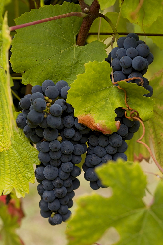 Blue grape variety, Quinta dos Roques winery, Cunha Baixa, Dao, Centro region, Portugal, Europe