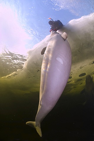 Diver and Beluga, White whale (Delphinapterus leucas), ice-diving, White Sea, north Russia, Arctic