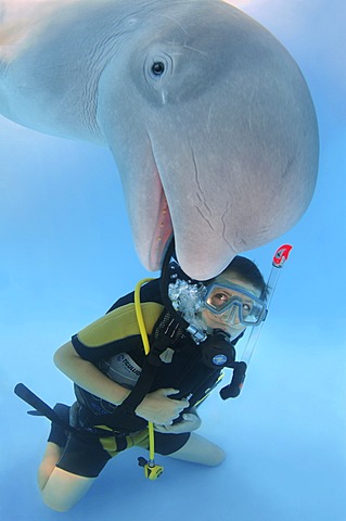 Diver and Beluga, White whale (Delphinapterus leucas), dolphinarium, Odessa, Ukraine, Europe