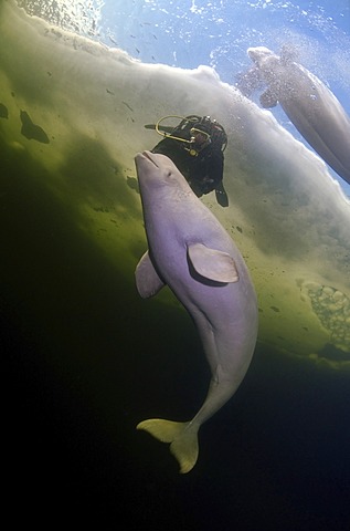 Diver and Belugas, White whales (Delphinapterus leucas), White Sea, Kareliya, north Russia, Arctic