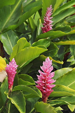 Ginger (Zingiber officinale) flowers, Alajuela Province, Costa Rica, Central America