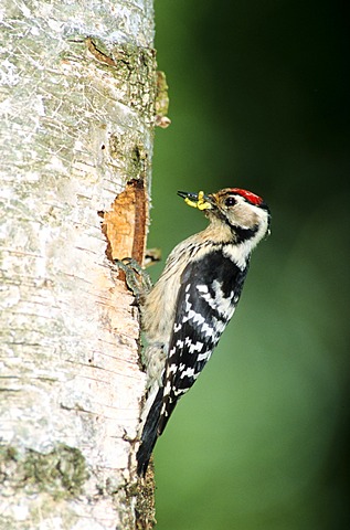 Lesser Spotted Woodpecker (Dendrocopus minor, Picoides minor), male at the nest cavity in a birch tree