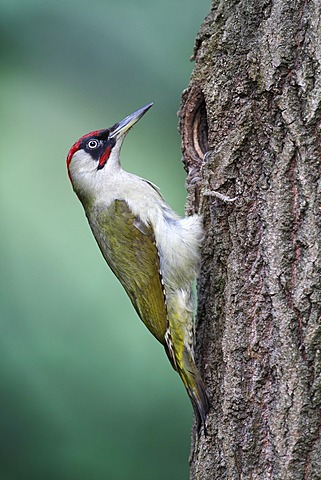 Green Woodpecker (Picus viridis), male at the entrance to nisting hole, Neunkirchen, Siegerland, North Rhine-Westphalia, Germany, Europe