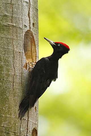 Black woodpecker (Dryocopus martius), male sitting at the entrance of its nesting hole, Neunkirchen, Siegerland, North Rhine-Westphalia, Germany, Europe