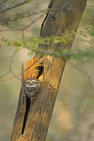 Spotted Owlet (Athene brama), Ranthambore National Park, Rajasthan, India, Asia